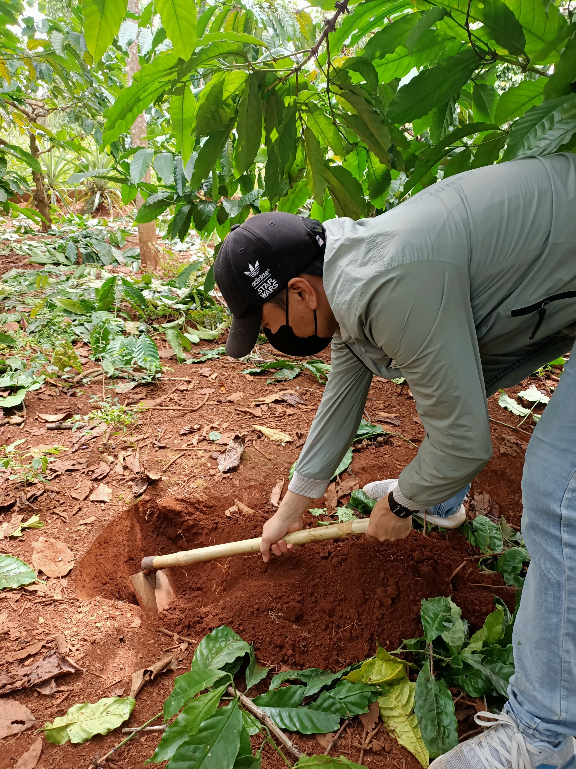 Hinh 1. Lấy mẫu đất trong vườn cà phê vùng Compact Krông Năng